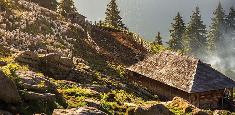 discovering-oslea-cheese-from-romania-cheese-the-cheese-place