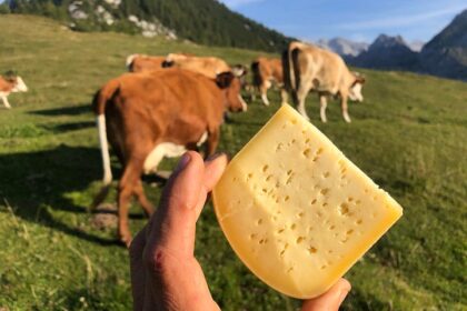 discovering-ptuj-cheese-cheese-of-slovenia-the-cheese-place