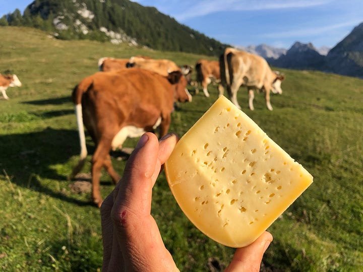 discovering-ptuj-cheese-cheese-of-slovenia-the-cheese-place